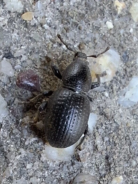 Psallidium maxillosum - fekete barkó