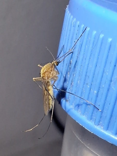 Diptera - Kétszárnyúak Diptera - Kétszárnyúak