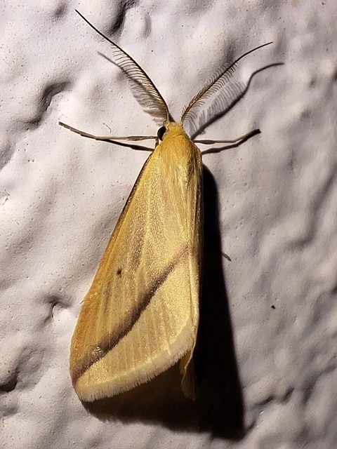 Rhodometra sacraria - rózsacsíkos araszoló
