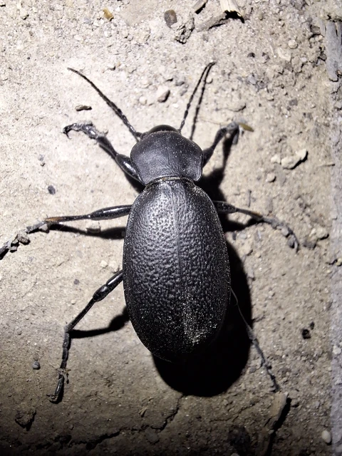 Carabus coriaceus - bőrfutrinka Carabus coriaceus - bőrfutrinka