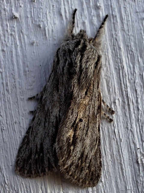 Asteroscopus sphinx - csillagnéző bundásbagoly