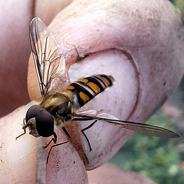Diptera - Kétszárnyúak Diptera - Kétszárnyúak