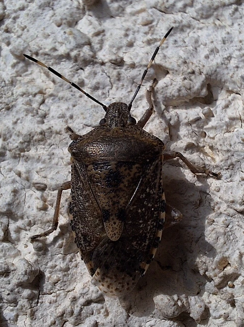 Rhaphigaster nebulosa - bencepoloska Rhaphigaster nebulosa - bencepoloska