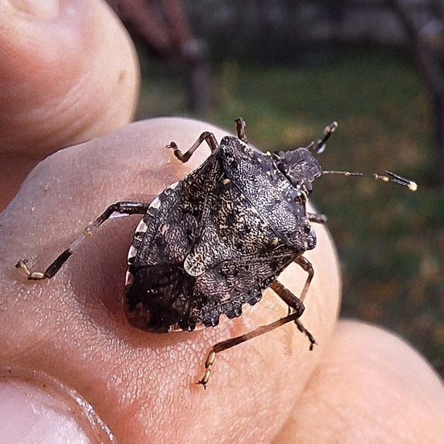 Halyomorpha halys - ázsiai márványospoloska Halyomorpha halys - ázsiai márványospoloska