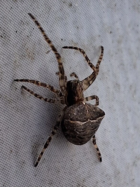 Araneae - Pókok