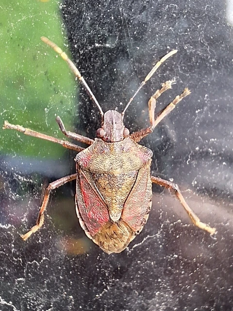 Halyomorpha halys - ázsiai márványospoloska Halyomorpha halys - ázsiai márványospoloska