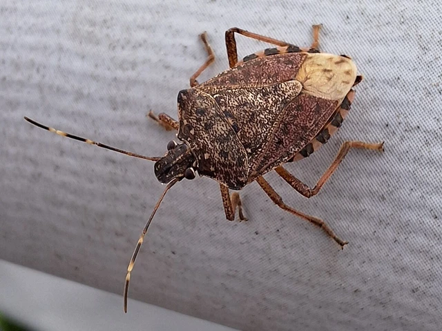 Halyomorpha halys - ázsiai márványospoloska Halyomorpha halys - ázsiai márványospoloska