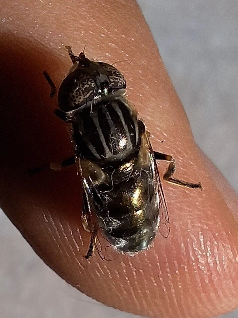 Diptera - Kétszárnyúak Diptera - Kétszárnyúak