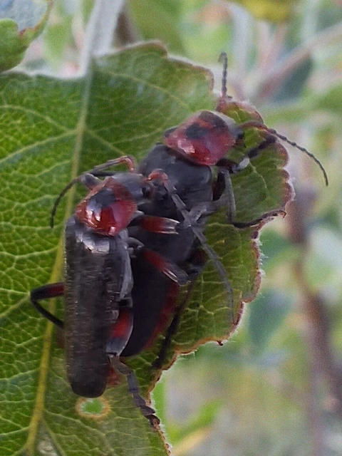 Cantharis rustica - suszterbogár Cantharis rustica - suszterbogár