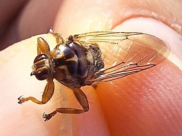Diptera - Kétszárnyúak Diptera - Kétszárnyúak