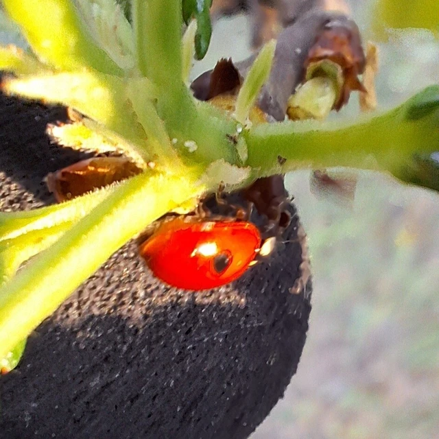 Adalia bipunctata - kétpettyes katica