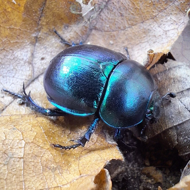 Trypocopris vernalis - tavaszi álganéjtúró Trypocopris vernalis - tavaszi álganéjtúró