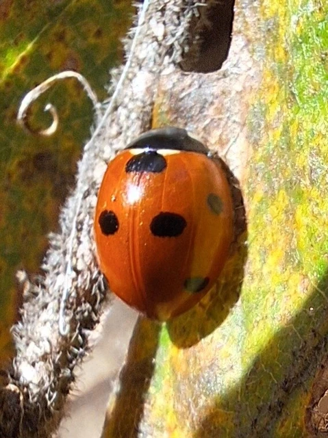 Coccinella septempunctata - hétpettyes katica