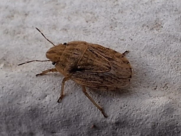 Sciocoris Sciocoris