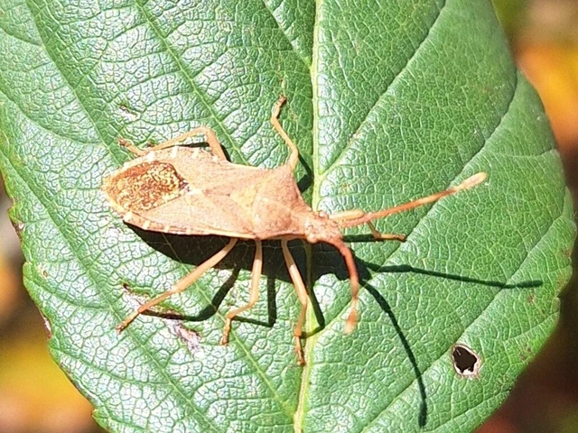 Gonocerus acuteangulatus - aranypetés karimáspoloska