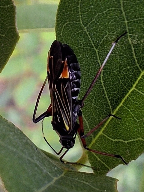 Miris striatus - sávos mezeipoloska