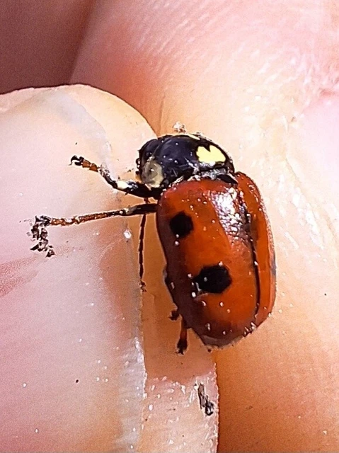 Cryptocephalus cordiger - szíves zömökbogár