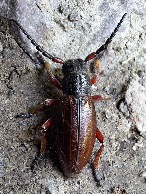 Dorcadion fulvum - barna gyalogcincér