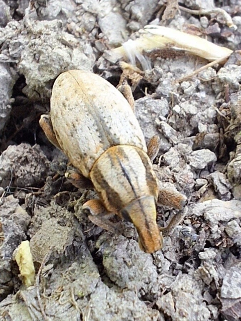 Pseudocleonus cinereus - hamvas barkó