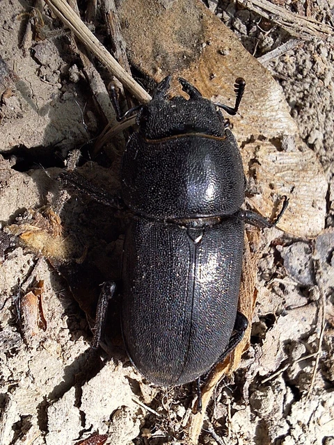 Dorcus parallelipipedus - kis szarvasbogár Dorcus parallelipipedus - kis szarvasbogár