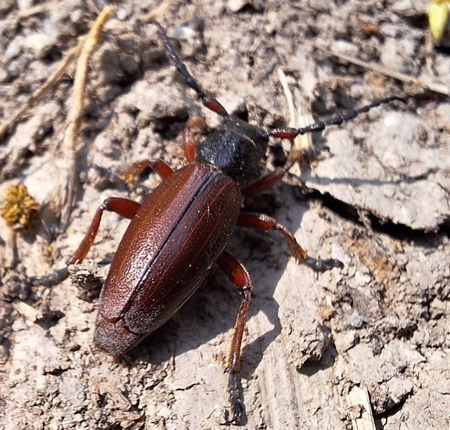 Dorcadion fulvum - barna gyalogcincér