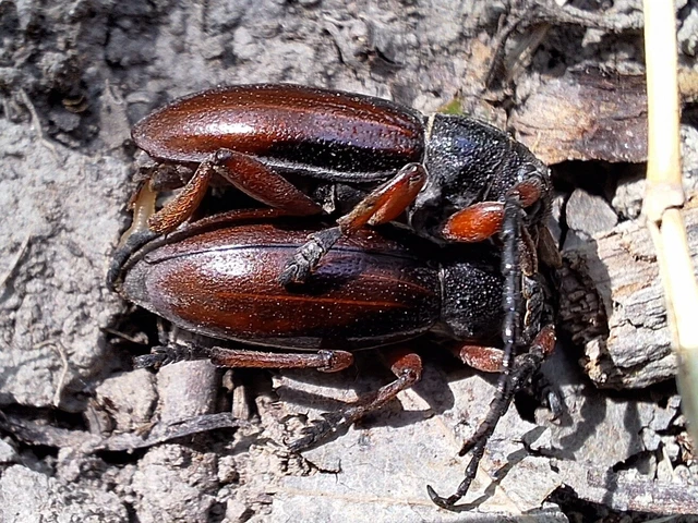 Dorcadion fulvum - barna gyalogcincér