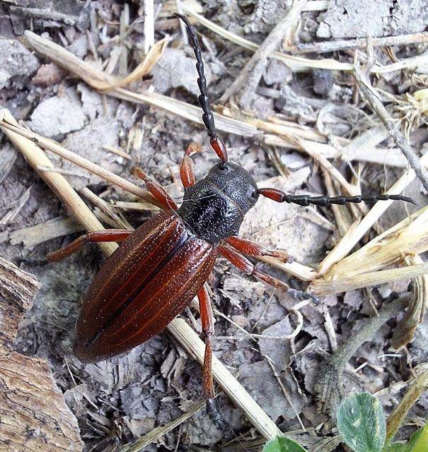 Dorcadion fulvum - barna gyalogcincér