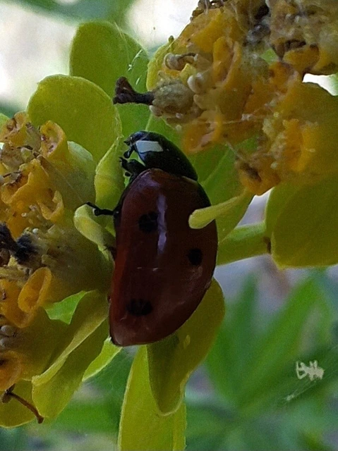 Coccinella septempunctata - hétpettyes katica