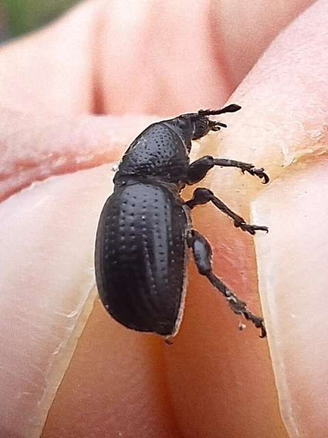 Psallidium maxillosum - fekete barkó