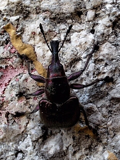 Rhynchites auratus - aranyos eszelény
