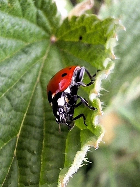 Coccinella septempunctata - hétpettyes katica