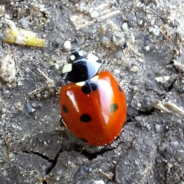 Coccinella septempunctata - hétpettyes katica