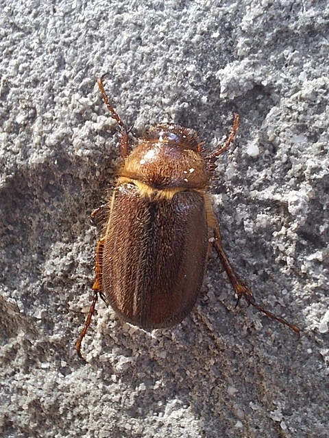 Holochelus aequinoctialis - tavaszeleji cserebogár