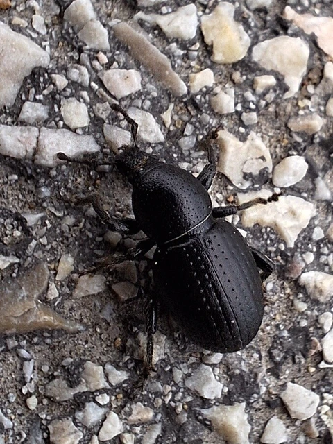 Psallidium maxillosum - fekete barkó