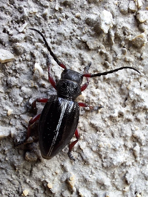 Dorcadion pedestre - kétsávos gyalogcincér