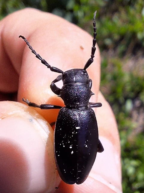 Dorcadion aethiops - fekete gyalogcincér Dorcadion aethiops - fekete gyalogcincér