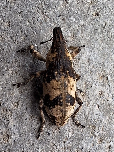 Bothynoderes affinis - sávos barkó