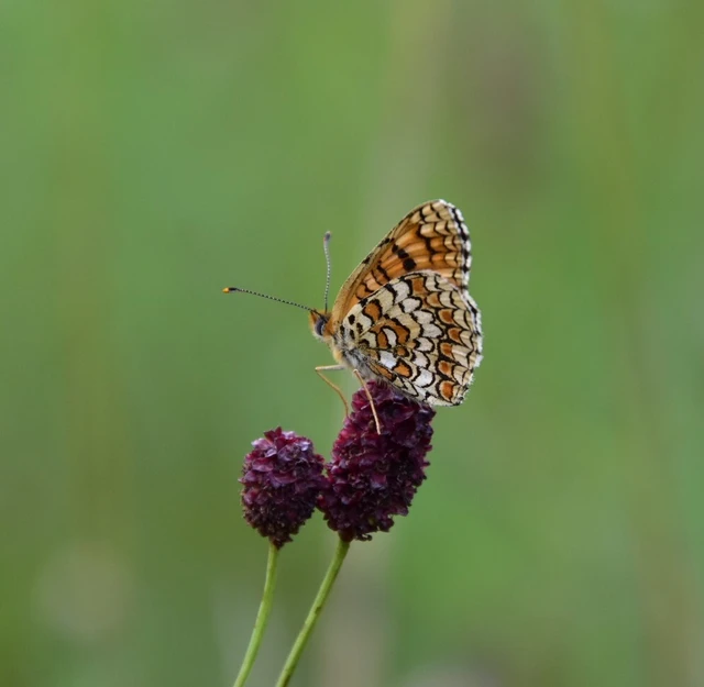 Melitaea phoebe - nagy tarkalepke