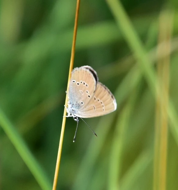 Cyaniris semiargus - aprószemes boglárka