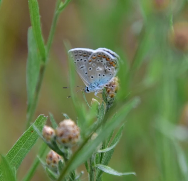 Polyommatus icarus - közönséges boglárka