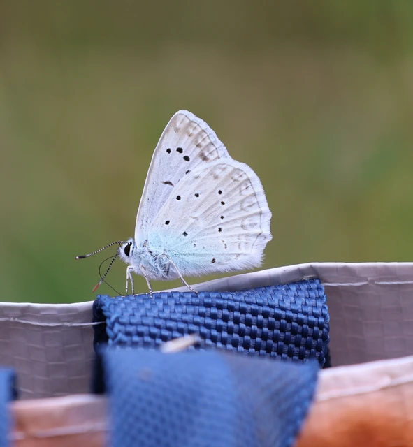 Polyommatus daphnis - csipkés boglárka