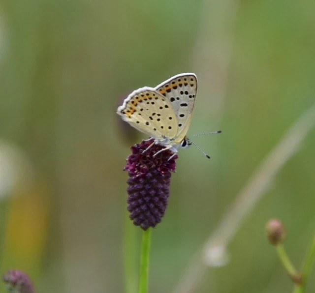 Lycaena tityrus - barna tűzlepke