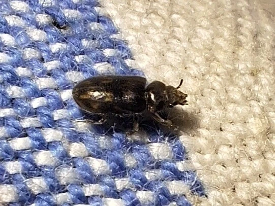 Heterocerus