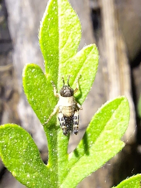 Orthoptera - Egyenesszárnyúak