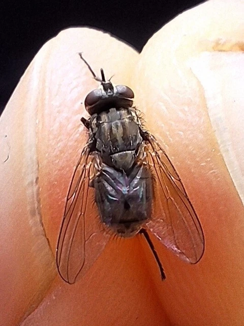 Diptera - Kétszárnyúak Diptera - Kétszárnyúak
