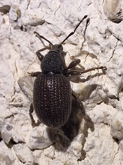 Otiorhynchus rugosostriatus - szamóca-gyalogormányos
