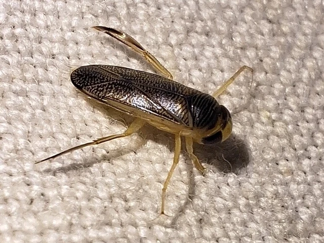 Corixidae - búvárpoloskák Corixidae - búvárpoloskák