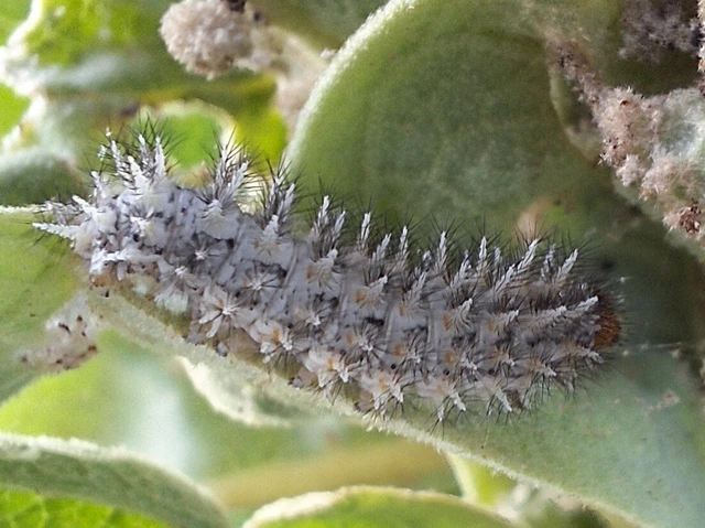 Melitaea trivia - kis tarkalepke