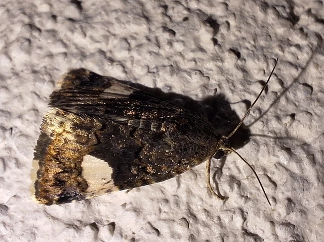Tyta luctuosa - fekete nappalibagoly