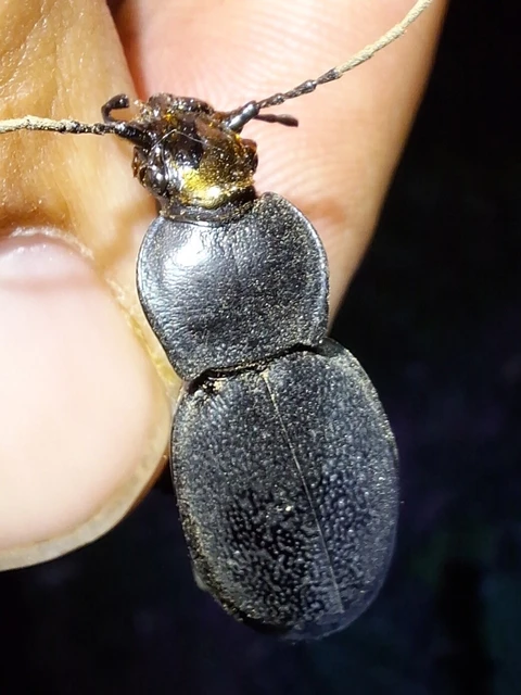 Carabus Carabus